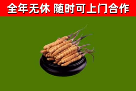 勉县烟酒回收冬虫夏草.jpg